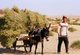 China: Uighur man with donkey cart near the Imam Asim Mazar (shrine) in the desert near Khotan, Xinjiang Province